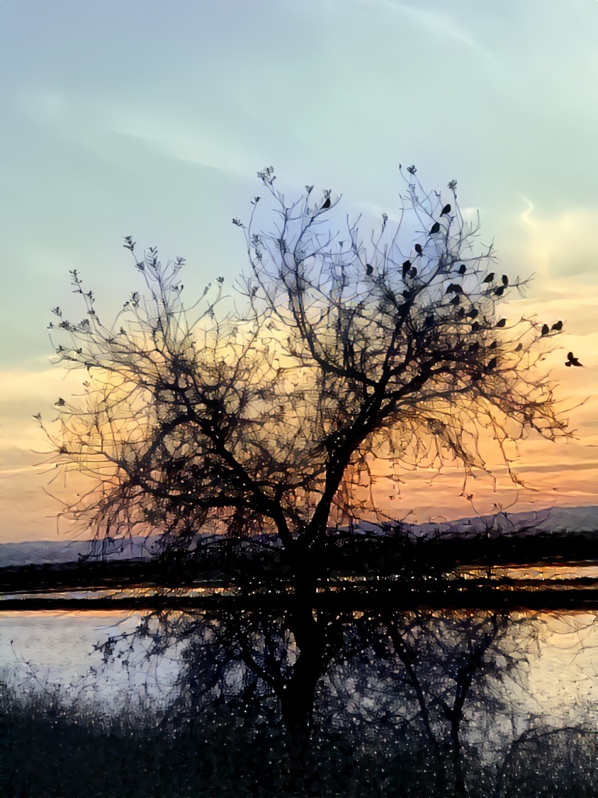 Blackbirds Singing at the Edge of Night. Source is my own photo.