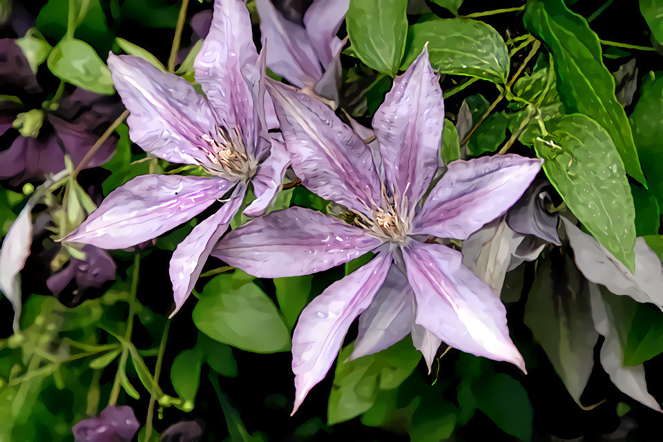 Clematis