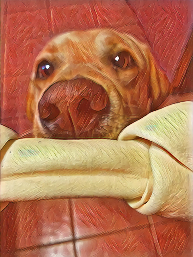 Give the dog a bone