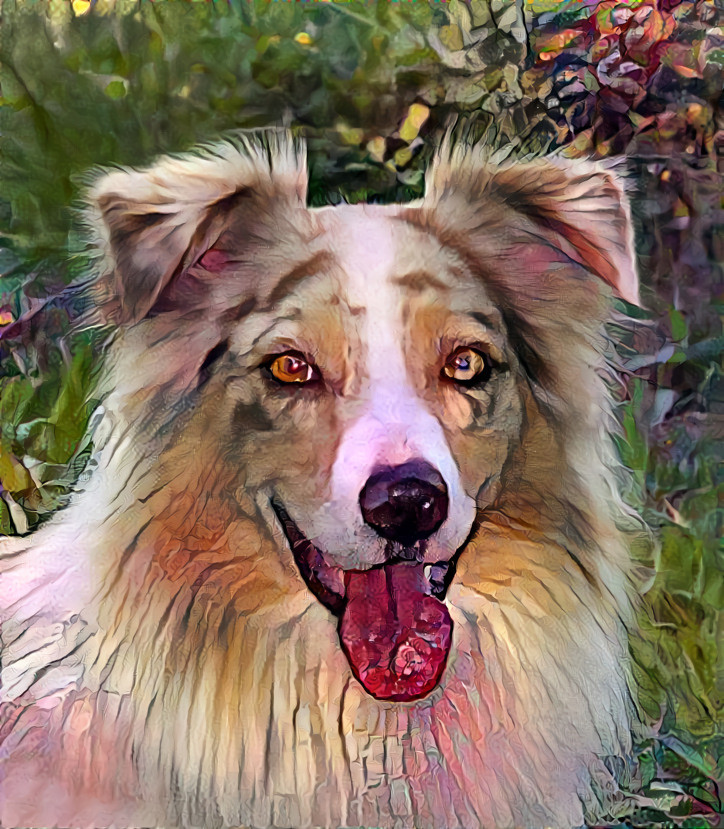 Red Merle Aussie