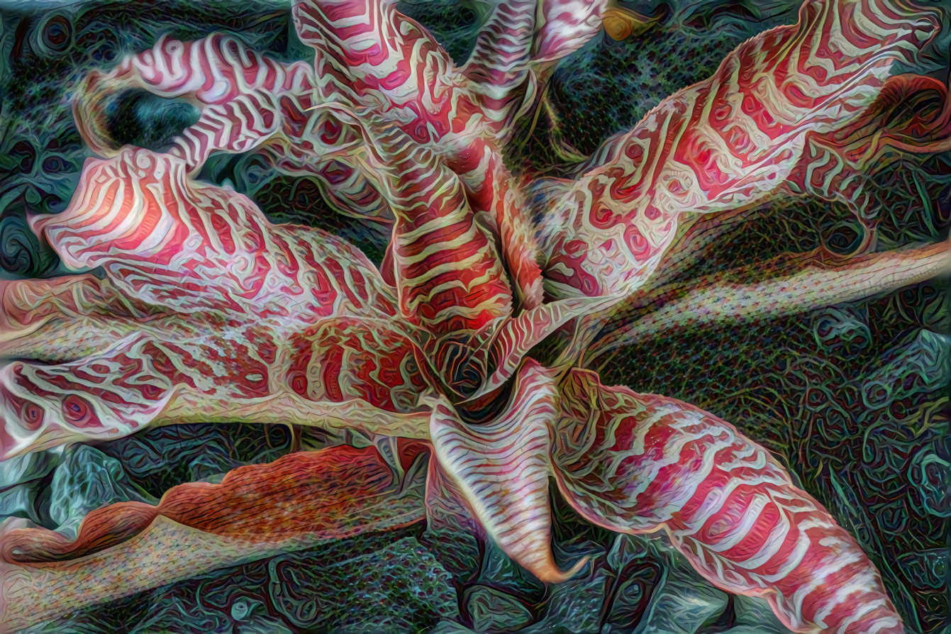 Starfish Plant  - Crytanthus