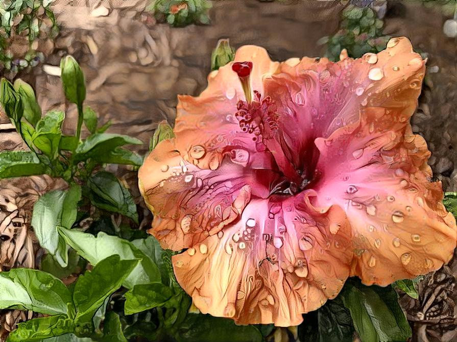 Hibiscus 