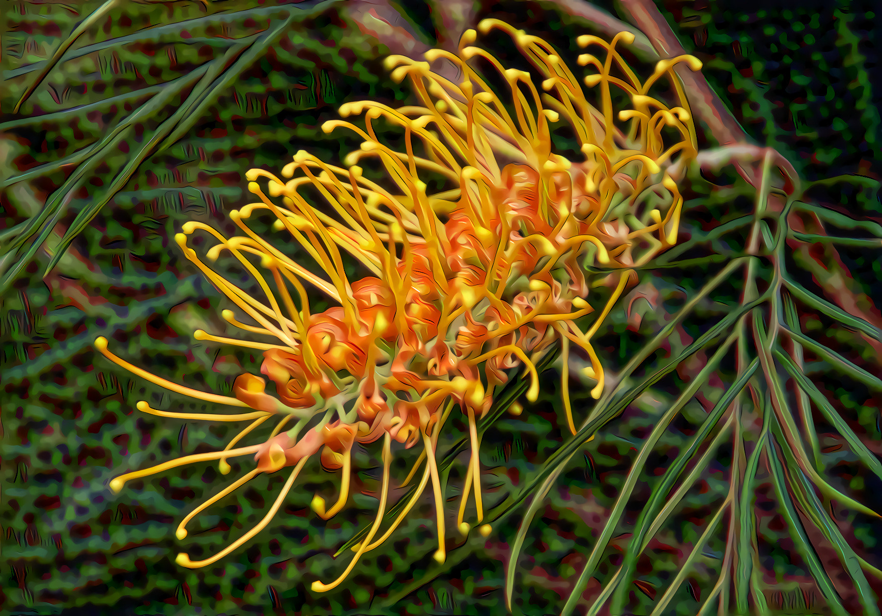 Grevillea Honey Gold, Australia