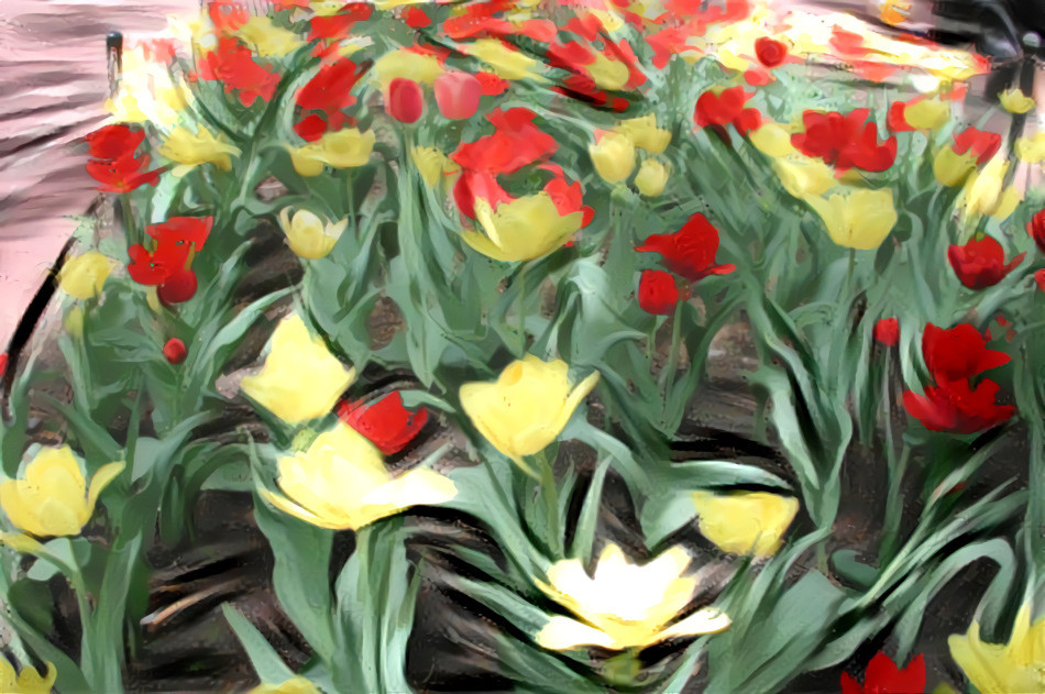 Tulips