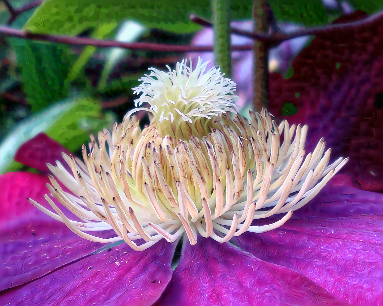 Clematis