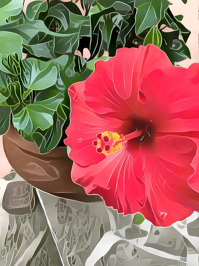 hibiscus