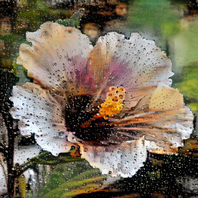 Droplets on a hibiscus