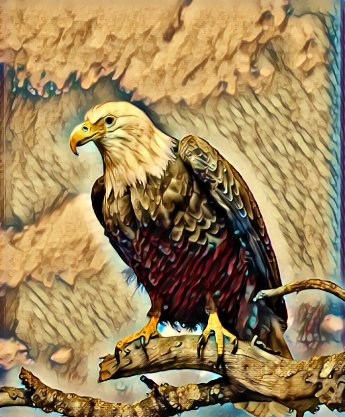 Bald Eagle