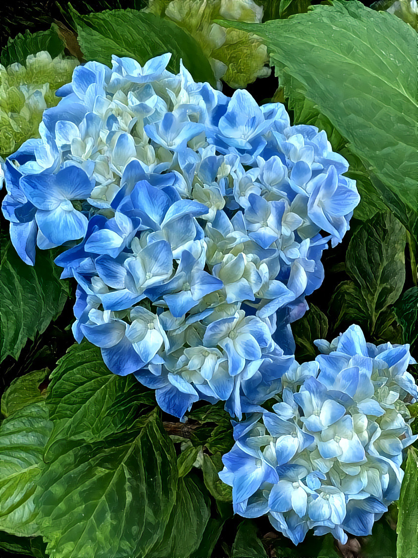 Hydrangea