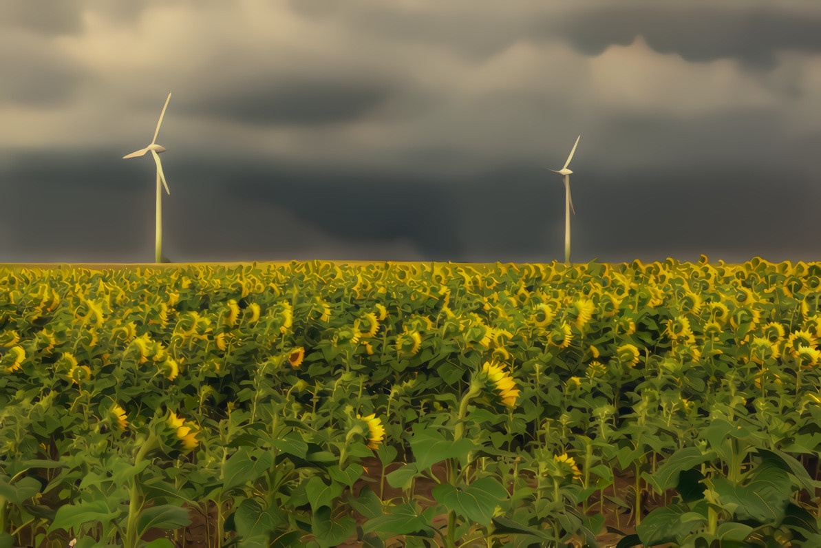 Sunflowers Face Their Impending Doom...