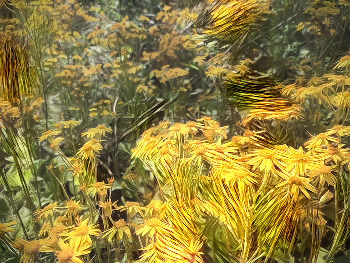 Wildflowers at Maybury