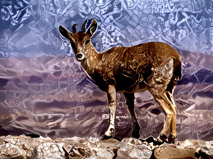 Young Nubian ibex (Capra nubiana) on a stone wall by the edge of Makhtesh Ramon in Mitzpe Ramon, Israel.