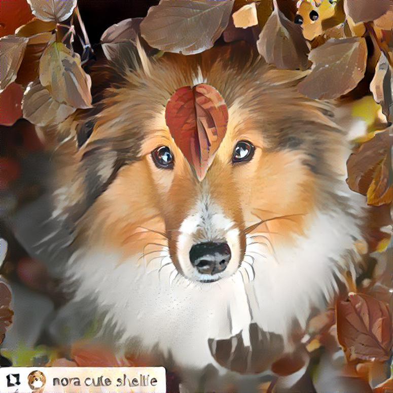 sheltie1