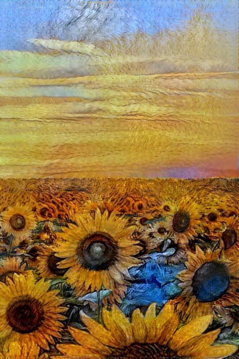 Field of Sunflowers