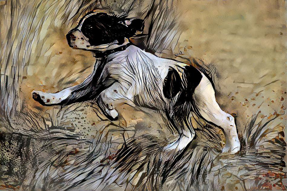 Springer spaniel puppy in flight