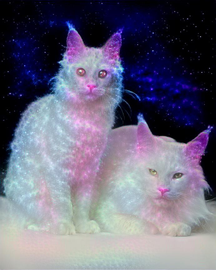 space cats