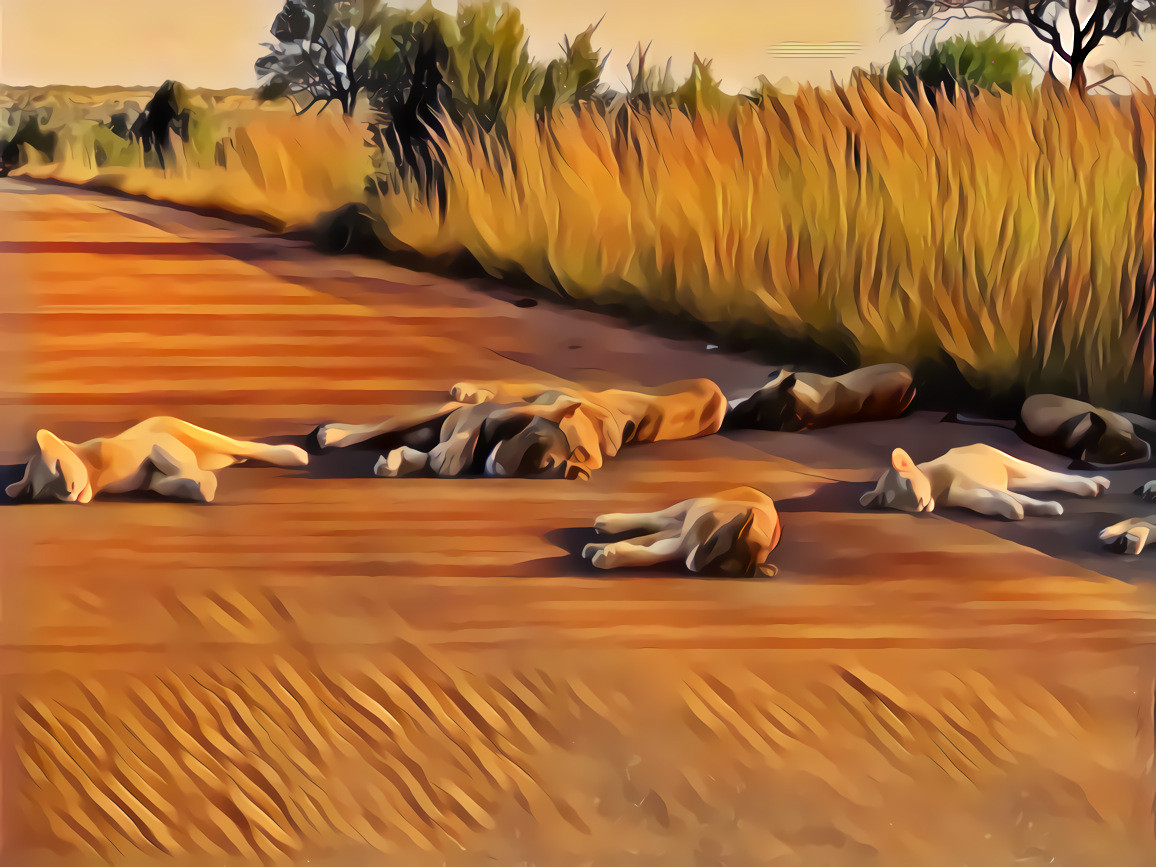 Nature vs. Coronavirus - Part 1: Animals (5/5): Lions asleep on road in Kruger National Park, South Africa