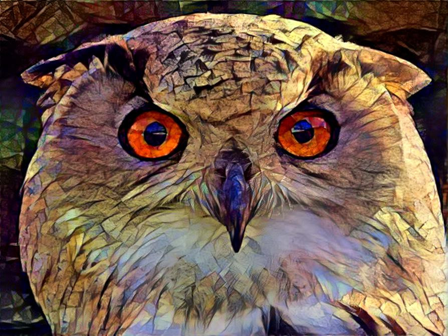 Owl