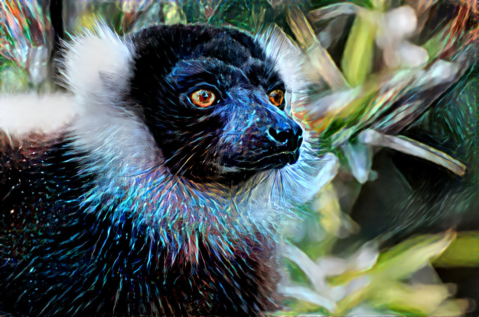 Black and White Ruffed Lemur