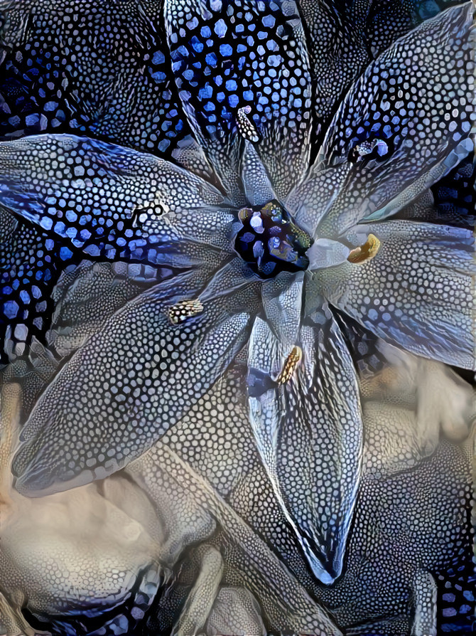 Blue lily