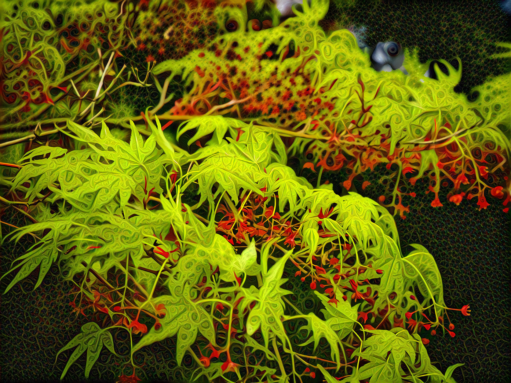 Asian-Japanese Maple Tree