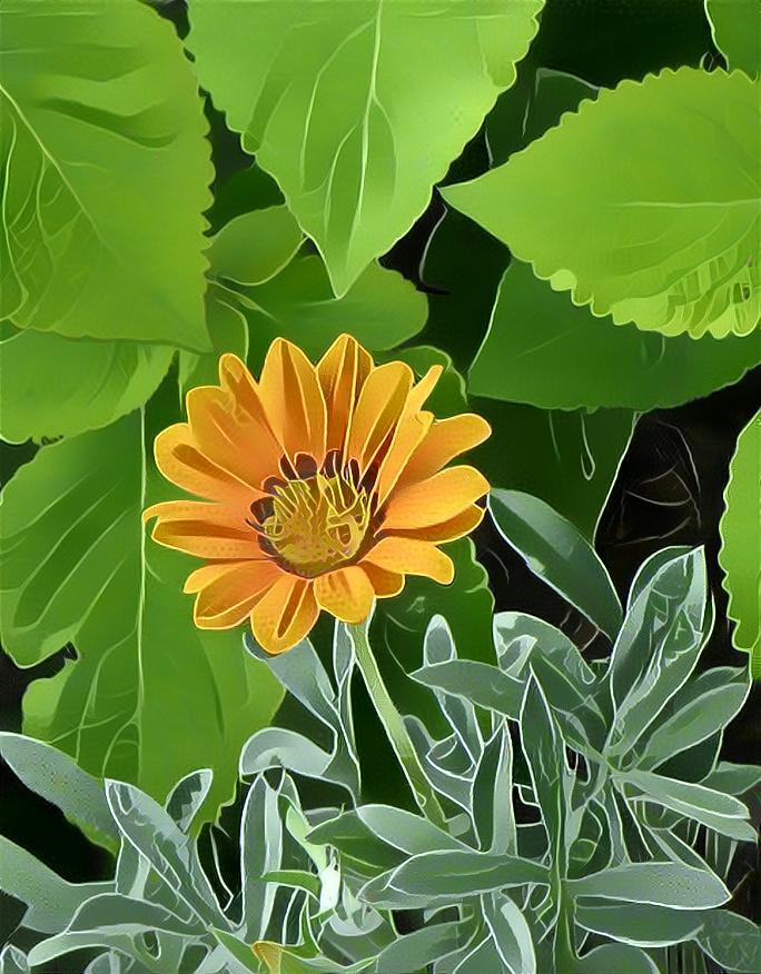 Orange flower - photo Deb Berk