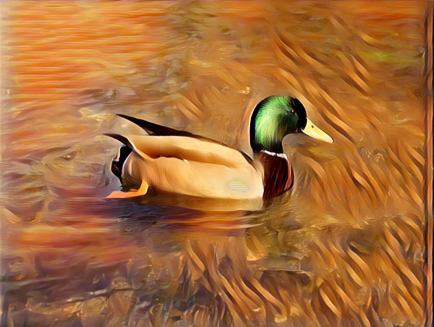 Canard