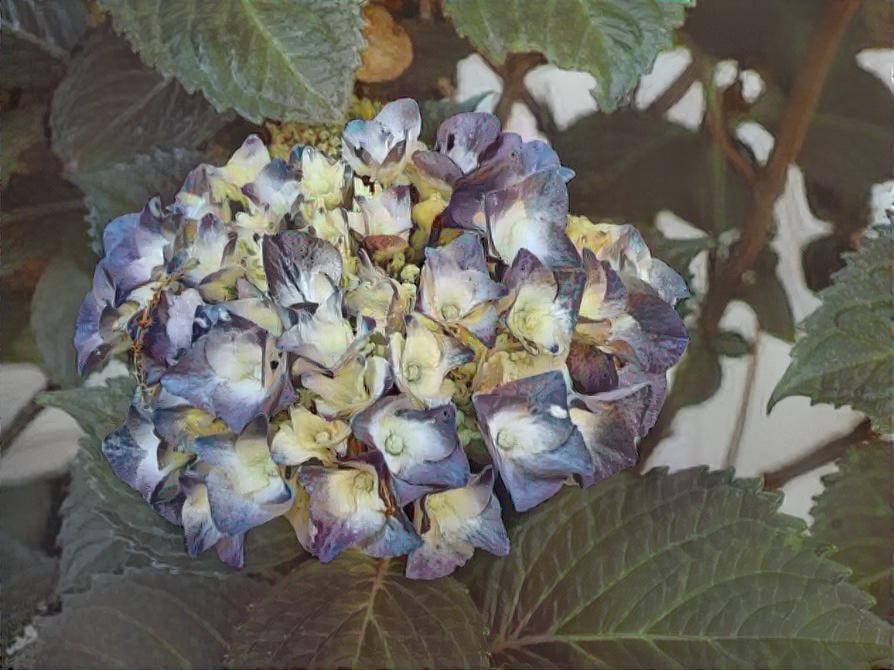 Hydrangea