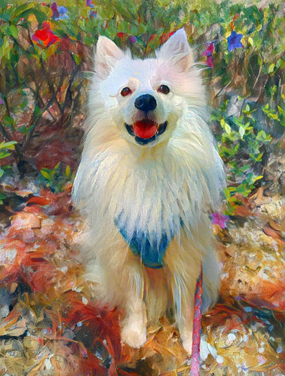 walk of American Eskimo