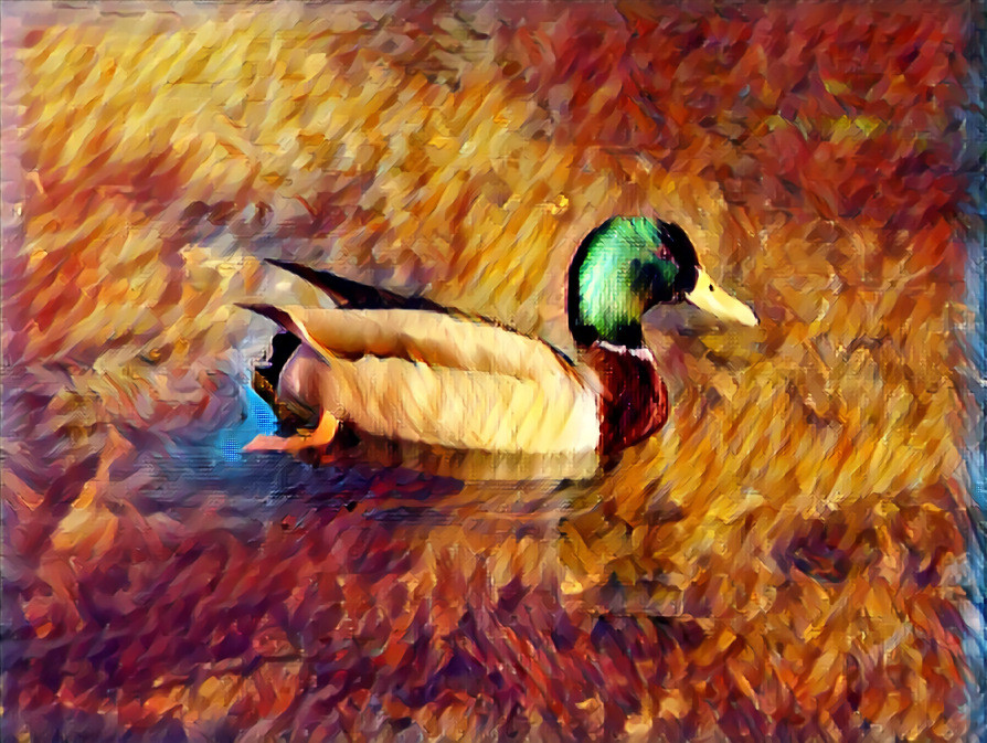 Canard