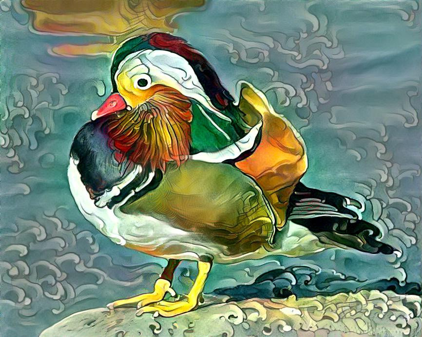 Mandarin duck