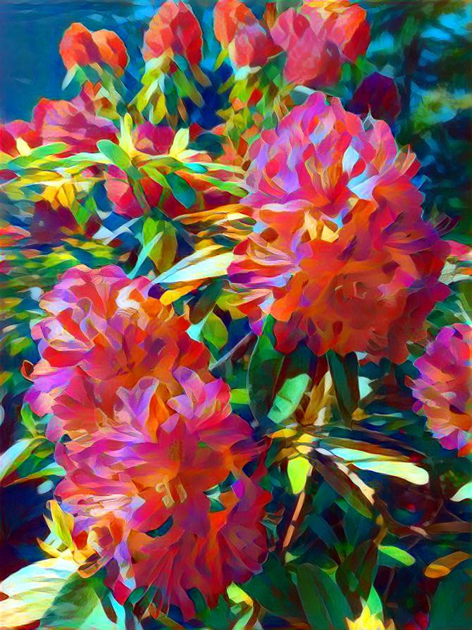 Rhodies