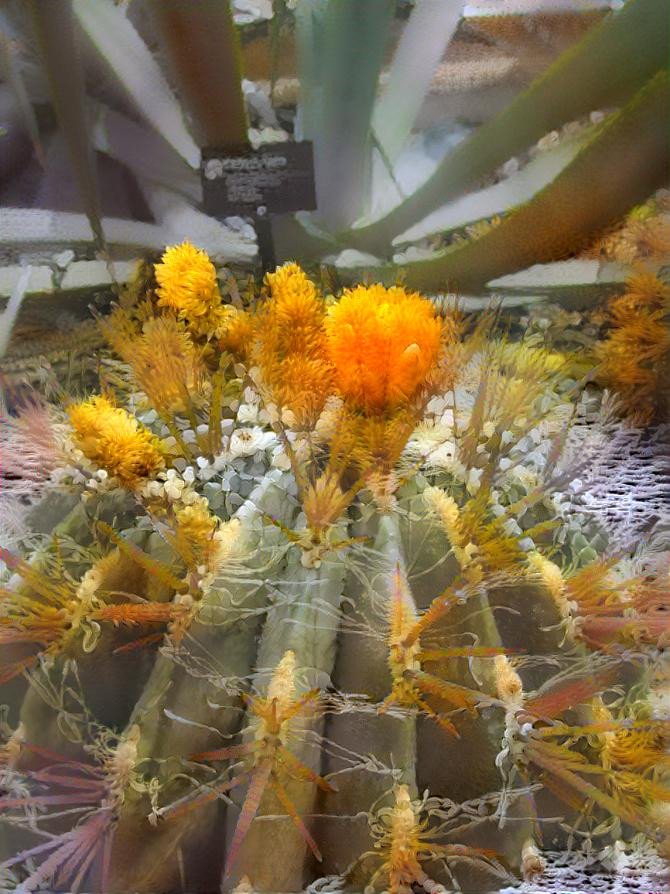 Catus Flowers - Meijer Gardens