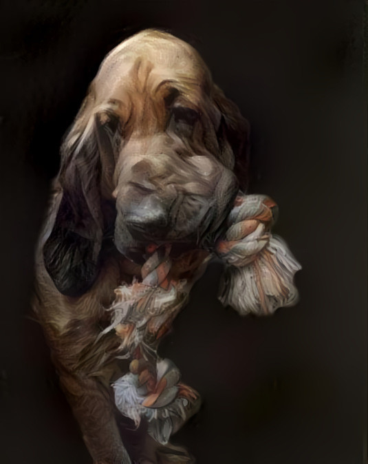 My bloodhound Robinson