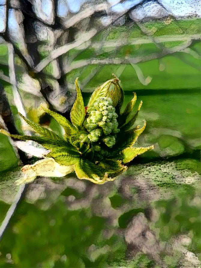 Buckeye blossom 