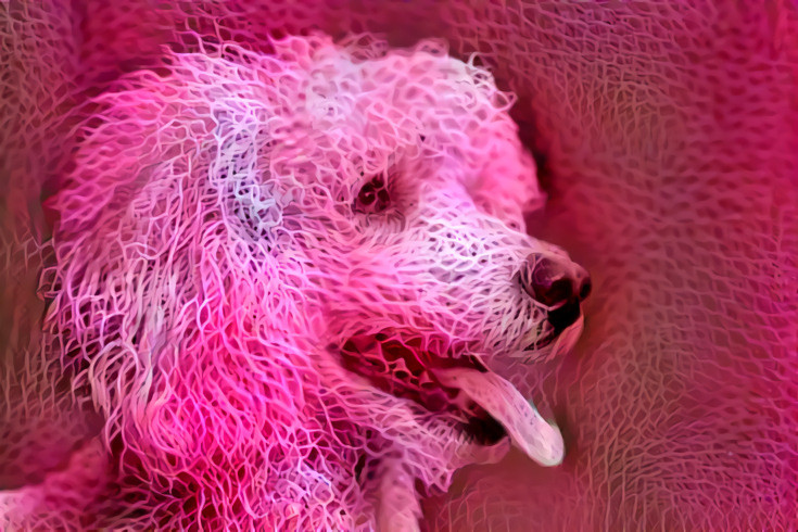 Pink Dog