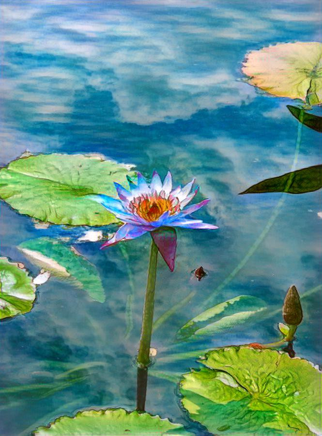 Water Lily