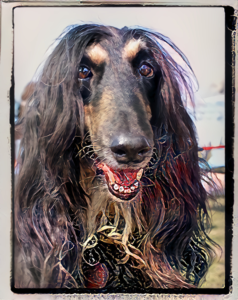 Afghan Hound  -Salma 