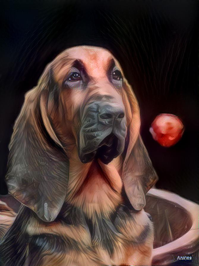 My bloodhound girl Brunhilda as a puppy