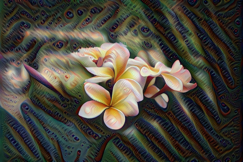 Tropical Frangipani