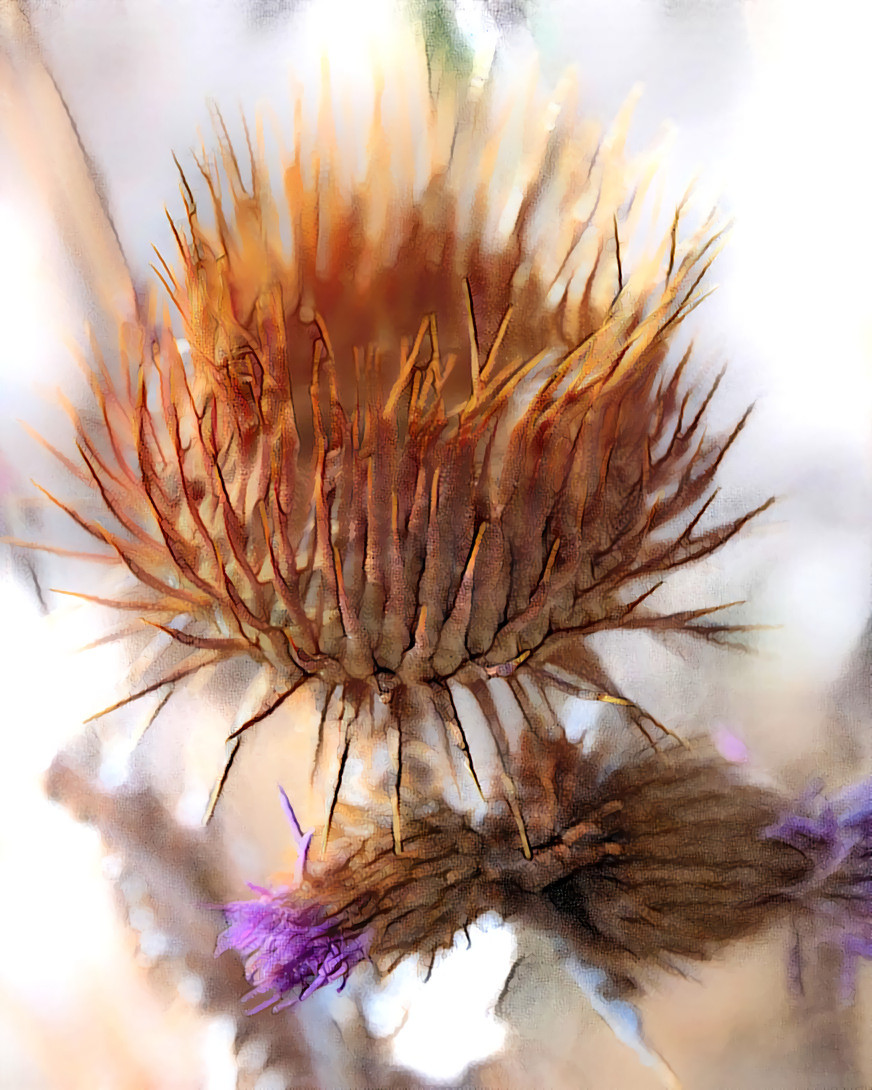 No Lilies please, When last I rest. Lay thistle at my breast. Whose gentle thorns, Reflect this life. Both tears of Joy and Strife. - Gentle Thorns - David J Crowther