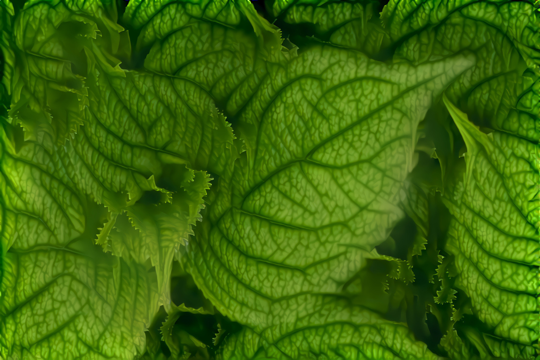 Hydrangea Foliage