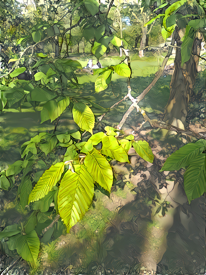 Hornbeam Leaves