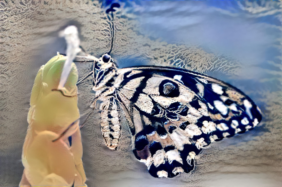 lace butterfly