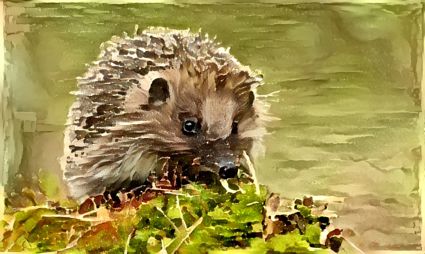 Hedgehog