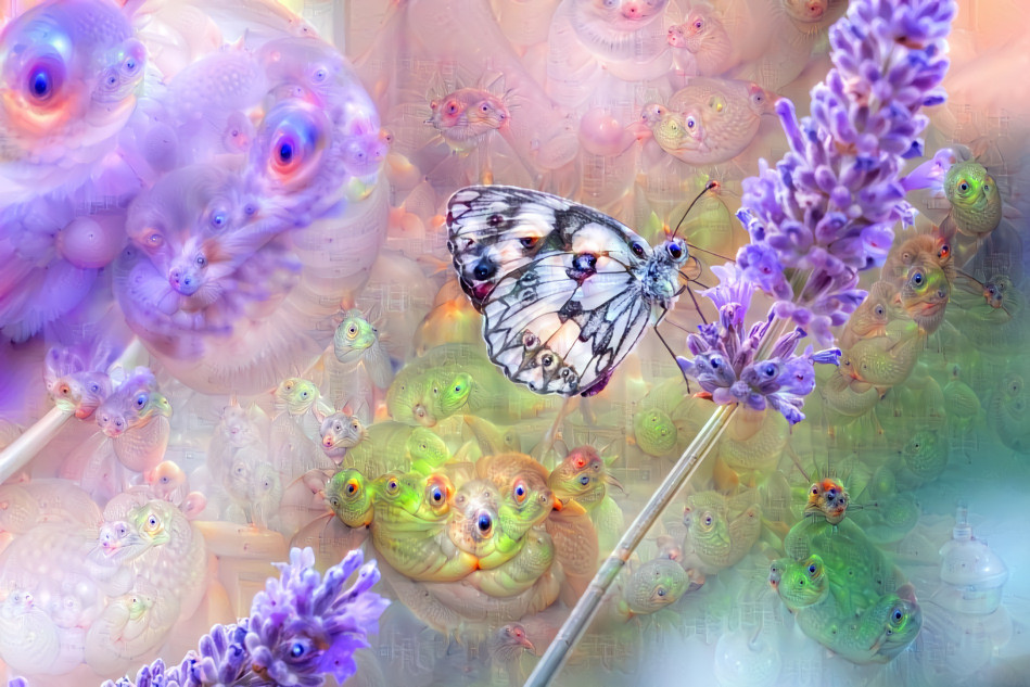 butterflie dream