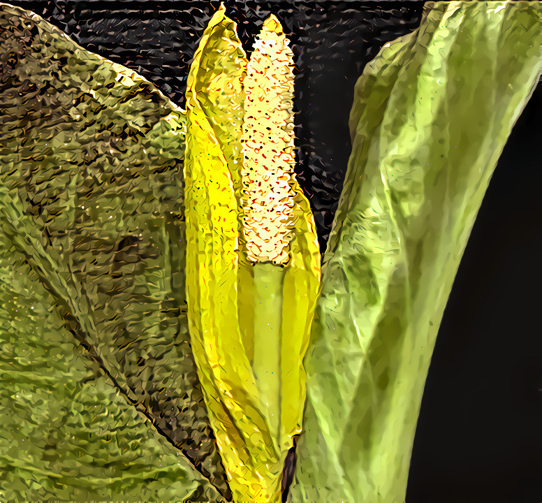 Skunk Cabbage