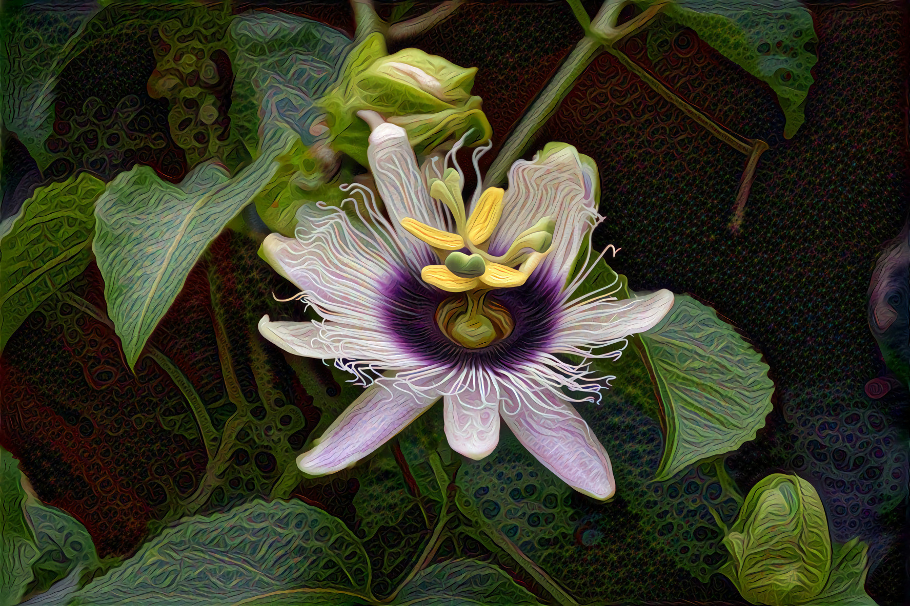 Passion Flower, dark purple center