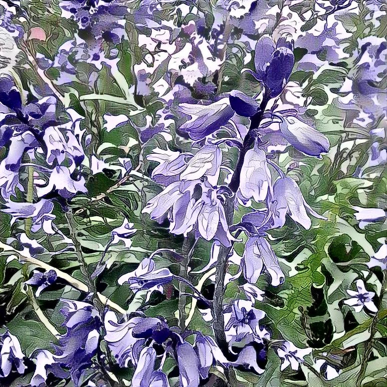 English bluebells 