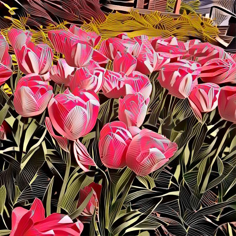 Tulips